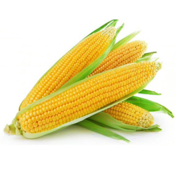 Sweet corn