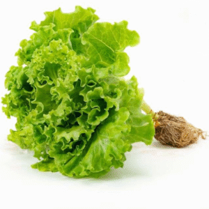 Lettuce